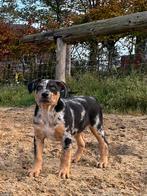 Herder pups op zoek naar een actieve baas, Dieren en Toebehoren, Honden | Herdershonden en Veedrijvers, CDV (hondenziekte), 8 tot 15 weken