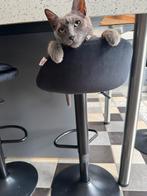 5  huisje gezocht voor Mr. Grey, Dieren en Toebehoren, Katten en Kittens | Overige Katten, Kater, Kortharig, 0 tot 2 jaar