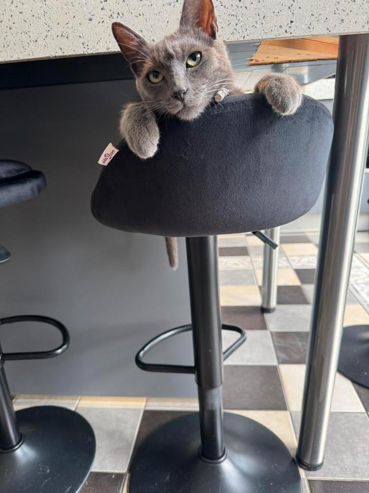 5  huisje gezocht voor Mr. Grey, Dieren en Toebehoren, Katten en Kittens | Overige Katten, Kortharig, Kater, 0 tot 2 jaar