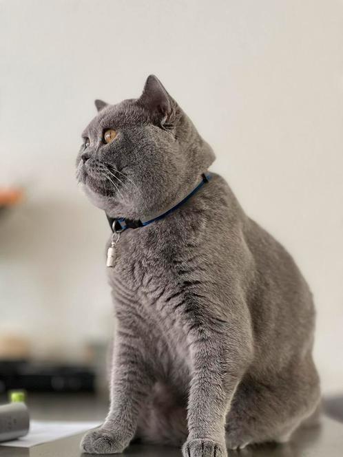 British Shorthair dekkater beschikbaar – Gezond en selectief, Dieren en Toebehoren, Katten en Kittens | Raskatten | Korthaar, Kater