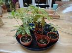 Biophytum Sensitivum (Zuidzeepalm) Plantjes, Ophalen, Overige soorten, Halfschaduw, In pot
