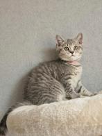 Te koop kittens britse korthaar x blue golden shaded, Dieren en Toebehoren, Katten en Kittens | Raskatten | Korthaar, Meerdere dieren