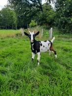 Te koop: stoere zwartbonte bok, Dieren en Toebehoren, Schapen, Geiten en Varkens, Mannelijk, Geit