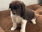 Friese stabij X wetter houn pups te koop, Dieren en Toebehoren, 8 tot 15 weken, Meerdere, Meerdere dieren, Middel