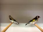 Koppel major putters wildkleur split eumo x eumo pop, Dieren en Toebehoren, Vogels | Overige Vogels, Meerdere dieren, Wildzangvogel