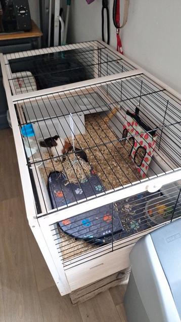 Cavia kooi zgan 1.20 bij 65 supermooie kooi  beschikbaar voor biedingen