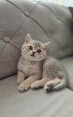 Prachtige British Shorthair kittens ( Laatste katje ! ), Dieren en Toebehoren