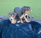 Driekleurige boerenfox pups!, Dieren en Toebehoren, Overige rassen, 8 tot 15 weken, Meerdere, Meerdere dieren