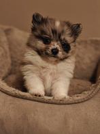 Mini Pomeriaan pups met unieke kleuren, Dieren en Toebehoren, Reu, 8 tot 15 weken, Meerdere, Nederland