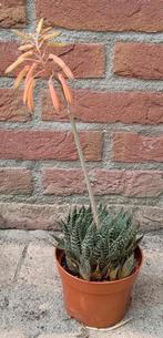 Aloë vera planten Bio, Overige soorten, Ophalen of Verzenden, Minder dan 100 cm, Bloeiende kamerplant