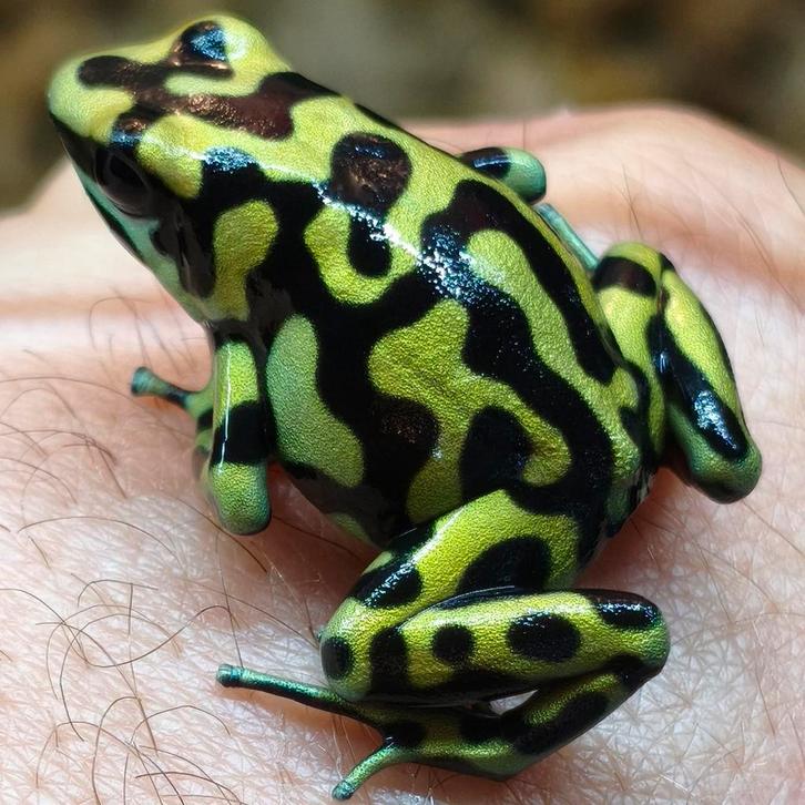 Dendrobates auratus 'Hawaii reticulated'