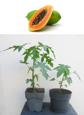 2 Carica Papaya Sunnybees Planten- 50 cm Hoog beschikbaar voor biedingen