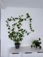 Epipremnum / pothos / drakenklimop, Ophalen, Halfschaduw, 150 tot 200 cm