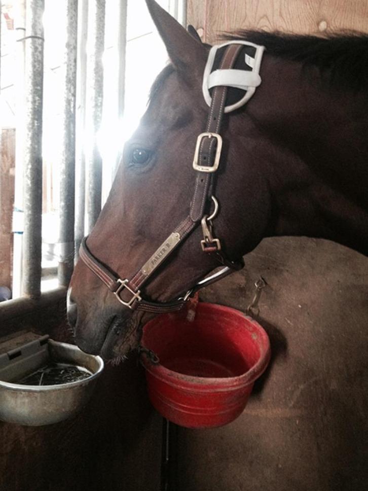 Professional's Choice magnetic kopstuk onderlegger, Dieren en Toebehoren, Paarden en Pony's | Hoofdstellen en Tuigage, Nieuw, Overige soorten