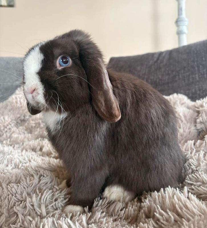 Ter dekking: Raszuivere Minilop choco split ram, Dieren en Toebehoren, Konijnen, Dwerg, Mannelijk