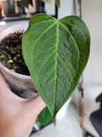 Anthurium queen of hearts stamstek, Ophalen of Verzenden, Overige soorten, Minder dan 100 cm