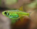 Microdevario Kubotai - Smaragd Dwergrasbora, Dieren en Toebehoren, Vis, Zoetwatervis