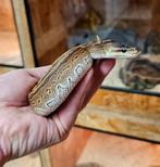 Koningspython 0.1 Special Pinstripe, Dieren en Toebehoren, Reptielen en Amfibieën, Slang, 0 tot 2 jaar
