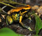 Phyllobates vittatus sp, Amfibie