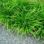 Grassen Carex morrowii (Japanse zegge), Tuin en Terras, Planten | Tuinplanten, Halfschaduw, Zomer, Siergrassen, Ophalen of Verzenden