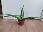 Aloe Barbadensis - Aloë Vera / Vetplant H: 32 cm., Huis en Inrichting, Kamerplanten, Ophalen, Vetplant, Halfschaduw, Minder dan 100 cm