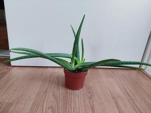 Aloe Barbadensis - Aloë Vera / Vetplant H: 32 cm., Huis en Inrichting, Kamerplanten, Vetplant, Minder dan 100 cm, Groene kamerplant