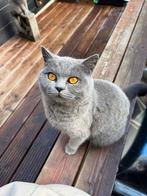 Britse korthaar 2 jaar oud, Dieren en Toebehoren, Katten en Kittens | Raskatten | Korthaar, Poes