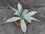 Agave ovatifolia diameter 40 cm, Tuin en Terras, Planten | Tuinplanten, Vaste plant, Ophalen of Verzenden, Overige soorten, Volle zon