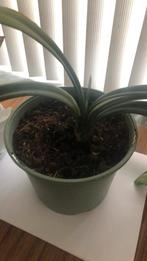 Kamerplanten €5 per stuk mooi leuk goedkoop!, Ophalen of Verzenden, Halfschaduw, Minder dan 100 cm