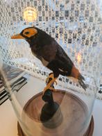 Opgezette vogel, evt met stolp,.papoeamaina, grote beo, Verzamelen, Ophalen of Verzenden, Vogel, Opgezet dier