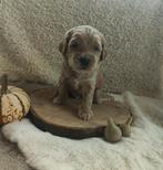 Australiën medium Labradoodle pups, Dieren en Toebehoren, Honden | Retrievers, Spaniëls en Waterhonden, Overige rassen, CDV (hondenziekte)