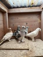 Takla, Dieren en Toebehoren, Vogels | Duiven, Meerdere dieren, Tuimelaar of Roller