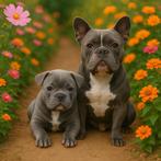 Americaanse bully pocket blue puppie, Reu, Bulldog, Eén hond, Nederland