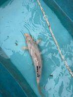 Kumonryu koikarper koi vis vissen japanse vijver karper, Dieren en Toebehoren, Karper of Koi