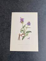 10 prenten bloemen/planten 16,5x24 cm samen 20 euro oa anjer, Antiek en Kunst, Ophalen of Verzenden, Natuur en Biologie