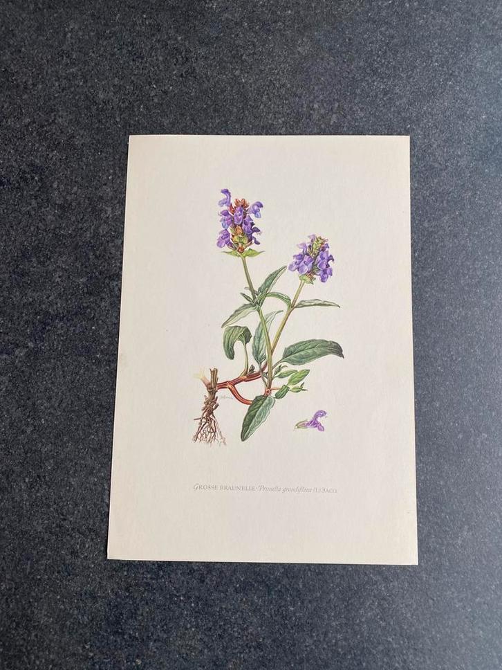 10 prenten bloemen/planten 16,5x24 cm samen 20 euro oa anjer, Antiek en Kunst, Antiek | Schoolplaten, Natuur en Biologie, Ophalen of Verzenden