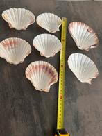 Schelpen., Tuin en Terras, Tuinwanddecoratie, Ophalen of Verzenden, Zo goed als nieuw