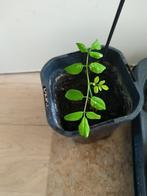 Moringa plant, Huis en Inrichting, Kamerplanten, Ophalen, Overige soorten, Minder dan 100 cm