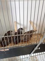 Mooie grote koppels Chinese kwartels, Dieren en Toebehoren, Meerdere dieren, Geringd
