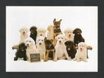 Hondenkaart Blindengeleidehonden., Ophalen of Verzenden, 1980 tot heden, Ongelopen, Hond of Kat