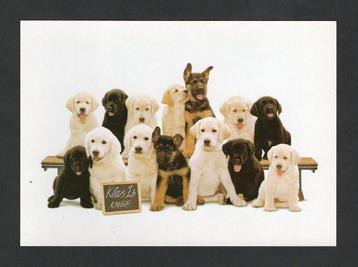 Hondenkaart Blindengeleidehonden. beschikbaar voor biedingen
