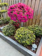 Azalea azalea’s 8 bollen rhododendron 4 kleuren, Tuin en Terras, Planten | Tuinplanten, Verzenden, Overige soorten