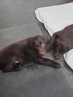 Flatcoated retriever pups, Meerdere, Nederland, Particulier, Reu