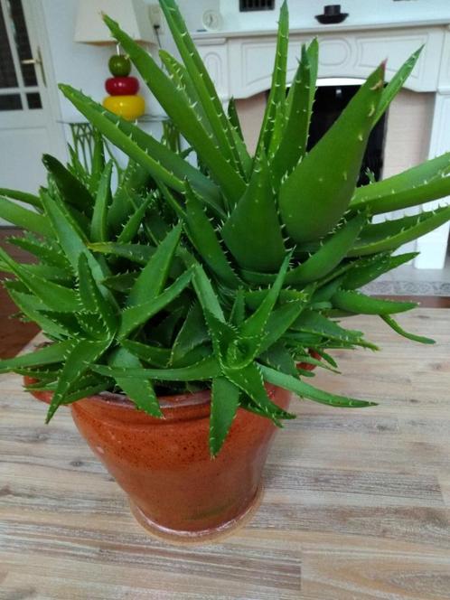 Aloë  delaetii, Huis en Inrichting, Kamerplanten, Vetplant, Minder dan 100 cm, Ophalen of Verzenden
