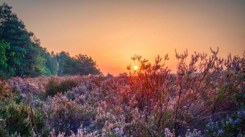 Sfeervolle Veluwse minicamping De Solse Berg in Garderen, Vakantie, Campings, Landelijk, In bos, Internet, Rolstoelvriendelijk