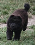 CHOW CHOW PUPS UIT GETESTE OUDERS, Dieren en Toebehoren, Overige rassen, 8 tot 15 weken, CDV (hondenziekte), Meerdere