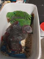 Jonge tamme baby Edelpapegaaien, man en pop, Meerdere dieren, Papegaai, Geringd
