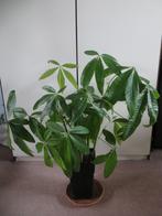 pachira, geldboom diverse maten, Ophalen, Overige soorten, Halfschaduw, Minder dan 100 cm