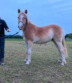 Superlieve 1,5 jarige haflinger ruin, Dieren en Toebehoren, Ruin, D pony (1.37m tot 1.48m), Gechipt, 0 tot 2 jaar
