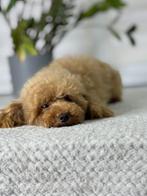 Toy poodle, Dieren en Toebehoren, Honden | Chihuahua's en Gezelschapshonden, Poedel, 15 weken tot 1 jaar, Meerdere, Meerdere dieren